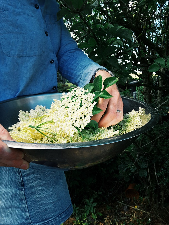 foraging for elderflower